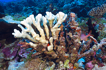 Coral Bleaching, Fakarava, Tuamotu Archipel, French Polynesia