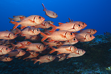 Shoal of Blotcheye Soldierfish, Myripristis berndti, Fakarava, Tuamotu Archipel, French Polynesia