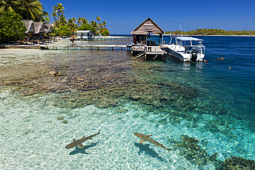 Reef Shark in Lagoon of Tetamanu Village, Fakarava, Tuamotu Archipel, French Polynesia