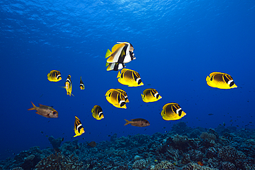 Shoal of Racoon Butterflyfish, Chaetodon lunula, Fakarava, Tuamotu Archipel, French Polynesia