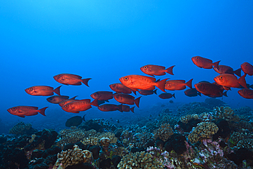 Shoal of Crescent-tail Bigeye, Priacanthus hamrur, Fakarava, Tuamotu Archipel, French Polynesia