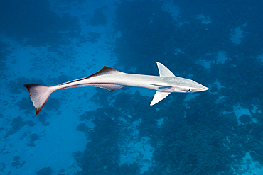 Suckerfish, Echeneis naucrates, Fakarava, Tuamotu Archipel, French Polynesia