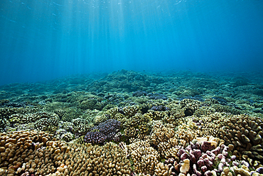 Pristine Hard Coral Reef, Fakarava, Tuamotu Archipel, French Polynesia