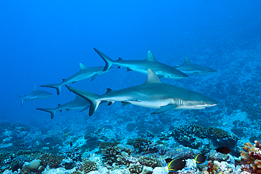 Grey Reef Shark, Carcharhinus amblyrhynchos, Fakarava, Tuamotu Archipel, French Polynesia