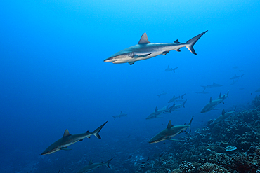 Grey Reef Shark, Carcharhinus amblyrhynchos, Fakarava, Tuamotu Archipel, French Polynesia