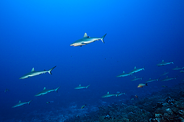 Grey Reef Shark, Carcharhinus amblyrhynchos, Fakarava, Tuamotu Archipel, French Polynesia