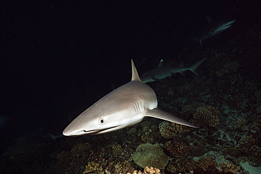 Grey Reef Shark hunting at Night, Carcharhinus amblyrhynchos, Fakarava, Tuamotu Archipel, French Polynesia