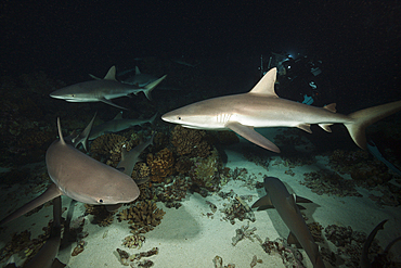 Grey Reef Shark hunting at Night, Carcharhinus amblyrhynchos, Fakarava, Tuamotu Archipel, French Polynesia