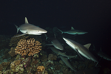 Grey Reef Shark hunting at Night, Carcharhinus amblyrhynchos, Fakarava, Tuamotu Archipel, French Polynesia