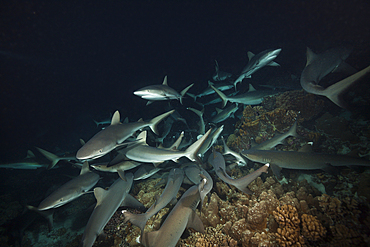 Grey Reef Shark hunting at Night, Carcharhinus amblyrhynchos, Fakarava, Tuamotu Archipel, French Polynesia