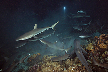 Grey Reef Shark hunting at Night, Carcharhinus amblyrhynchos, Fakarava, Tuamotu Archipel, French Polynesia