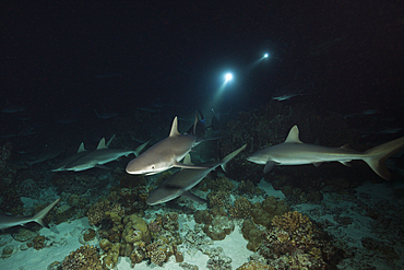 Grey Reef Shark hunting at Night, Carcharhinus amblyrhynchos, Fakarava, Tuamotu Archipel, French Polynesia