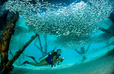 Pygmy sweeper and Scuba diver, Parapriacanthus ransonneti, Malaysia, Pazifik, Pacific ocean, Borneo, Lankayan