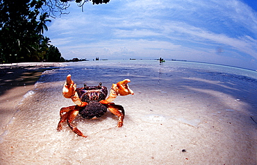 Sparring female crab with eggs, Gecarcinidae, Philippines, Bohol Sea, Pacific Ocean, Panglao Island, Bohol