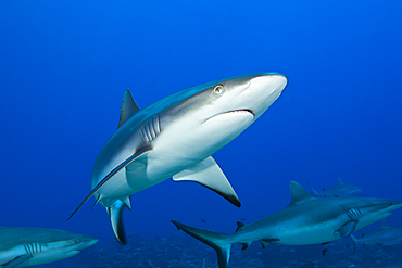 Grey Reef Shark, Carcharhinus amblyrhynchos, Moorea, French Polynesia