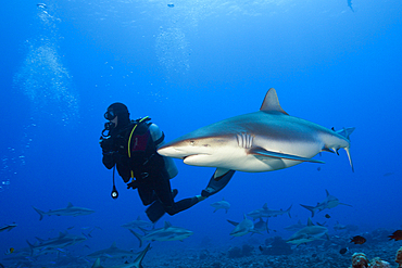 Grey Reef Shark, Carcharhinus amblyrhynchos, Moorea, French Polynesia