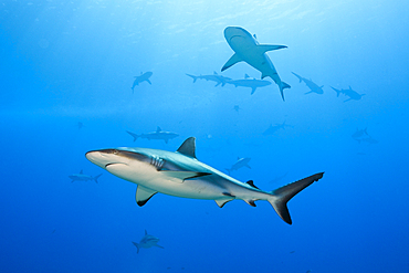 Grey Reef Shark, Carcharhinus amblyrhynchos, Moorea, French Polynesia