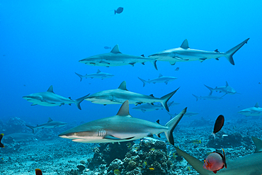 Grey Reef Shark, Carcharhinus amblyrhynchos, Moorea, French Polynesia