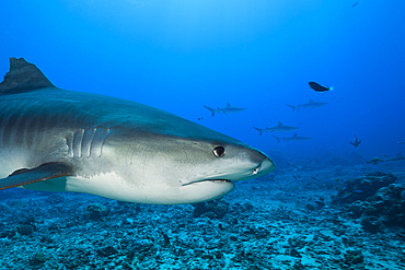 Tiger Shark, Galeocerdo cuvier, Moorea, French Polynesia