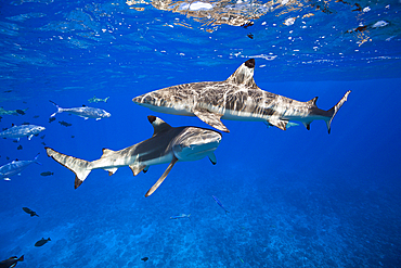 Blacktip Reef Sharks below the Water Surface, Carcharhinus melanopterus, Moorea, French Polynesia