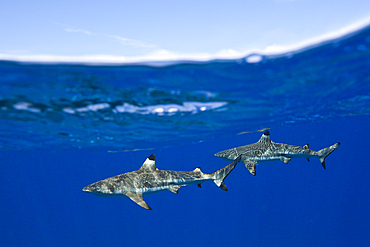 Blacktip Reef Sharks below the Water Surface, Carcharhinus melanopterus, Moorea, French Polynesia