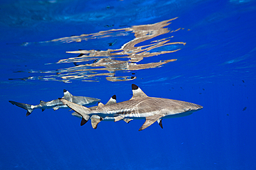 Blacktip Reef Sharks below the Water Surface, Carcharhinus melanopterus, Moorea, French Polynesia