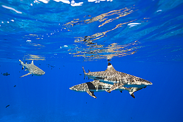 Blacktip Reef Sharks below the Water Surface, Carcharhinus melanopterus, Moorea, French Polynesia