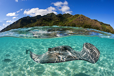 Snorkeling with Pink Whipray in Lagoon, Pateobatis fai, Moorea, French Polynesia