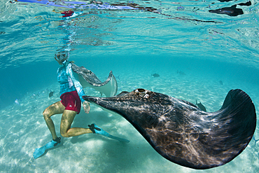 Snorkeling with Pink Whipray in Lagoon, Pateobatis fai, Moorea, French Polynesia