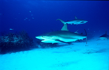 Caribbean reef shark, Carcharhinus perezi, Cuba, Caribbean Sea