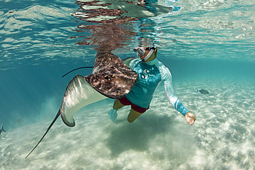 Snorkeling with Pink Whipray in Lagoon, Pateobatis fai, Moorea, French Polynesia