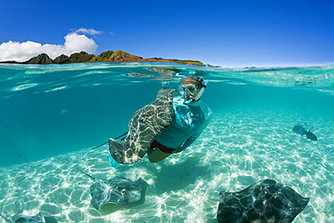 Snorkeling with Pink Whipray in Lagoon, Pateobatis fai, Moorea, French Polynesia