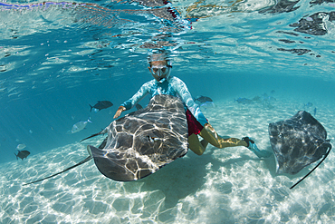 Snorkeling with Pink Whipray in Lagoon, Pateobatis fai, Moorea, French Polynesia