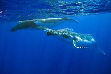 Pair of Humpback Whales, Megaptera novaeangliae, Moorea, French Polynesia