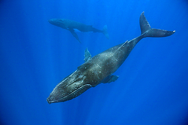 Pair of Humpback Whales, Megaptera novaeangliae, Moorea, French Polynesia