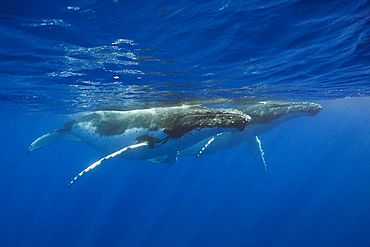 Pair of Humpback Whales, Megaptera novaeangliae, Moorea, French Polynesia