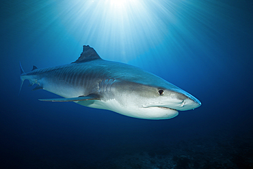 Tiger Shark, Galeocerdo cuvier, Moorea, French Polynesia