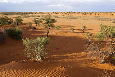 Desert Landscape near Kalkrand, Kalahari Basin, Namibia