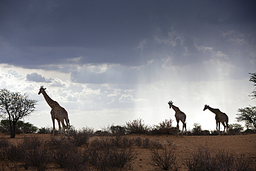 Angolan Giraffe in Kalahari Desert, Giraffa giraffa angolensis, Kalahari Basin, Namibia