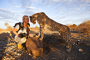 Tourist and tame Cheetah, Acinonyx jubatus, Kalahari Basin, Namibia