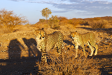 Male subadult Cheetah, Acinonyx jubatus, Kalahari Basin, Namibia