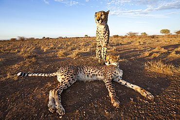 Male subadult Cheetah, Acinonyx jubatus, Kalahari Basin, Namibia