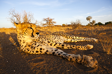 Male subadult Cheetah, Acinonyx jubatus, Kalahari Basin, Namibia