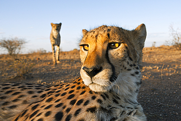 Male subadult Cheetah, Acinonyx jubatus, Kalahari Basin, Namibia