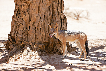 Black-backed Jackal, Lupulella mesomelas, Namib Naukluft Park, Namibia