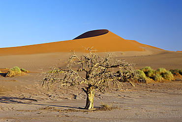 Big Mama Dune in Sossusvlei Area, Namib Naukluft Park, Namibia