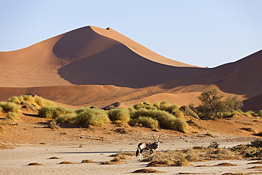 South African Oryx in Sossusvlei, Oryx gazella, Namib Naukluft Park, Namibia