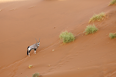 South African Oryx in Sossusvlei, Oryx gazella, Namib Naukluft Park, Namibia