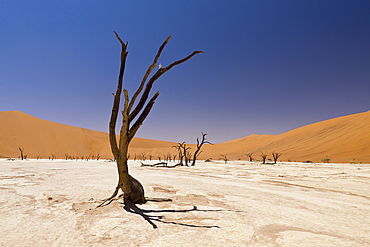 Dead Acacia Trees in Deadvlei Pan, Namib Naukluft Park, Namibia