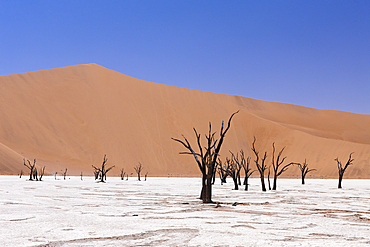 Dead Acacia Trees in Deadvlei Pan, Namib Naukluft Park, Namibia